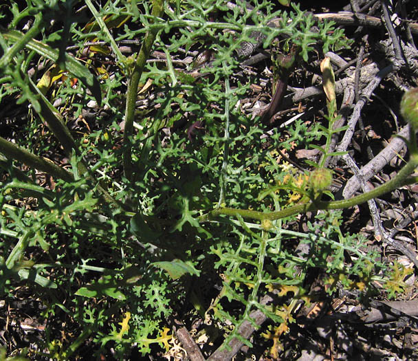Detailed Picture 5 of Chaenactis artemisiifolia