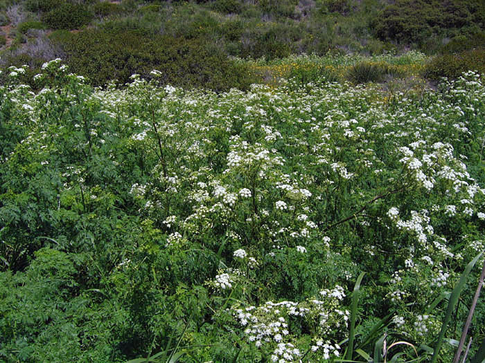 Detailed Picture 7 of Conium maculatum