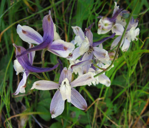 Detailed Picture 4 of Delphinium parryi ssp. parryi