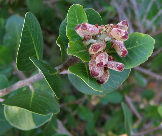 Detailed Picture 6 of Rhus integrifolia