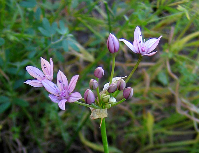 Detailed Picture 6 of Allium praecox