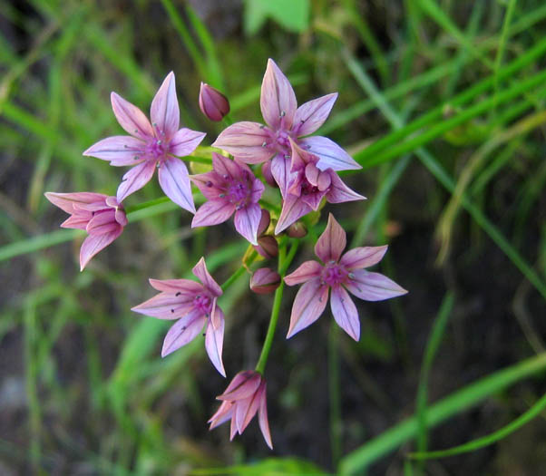 Detailed Picture 5 of Allium praecox