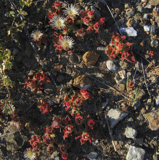 Detailed Picture 5 of Mesembryanthemum crystallinum