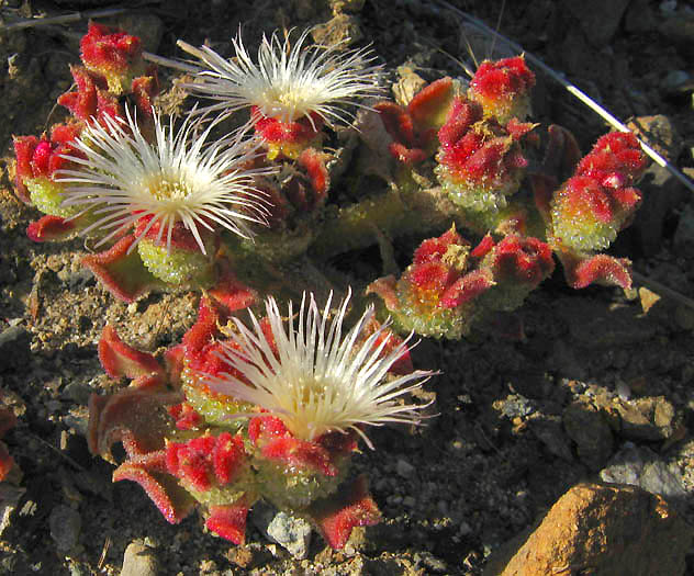 Detailed Picture 3 of Mesembryanthemum crystallinum