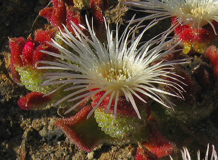 Detailed Picture 2 of Mesembryanthemum crystallinum