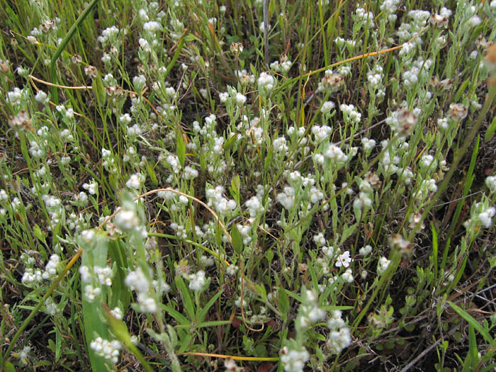Detailed Picture 3 of Micropus californicus var. californicus
