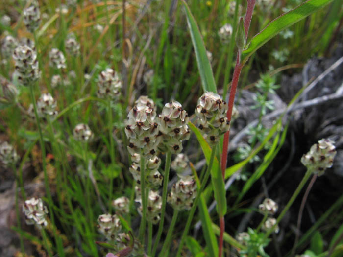 Detailed Picture 4 of Plantago erecta