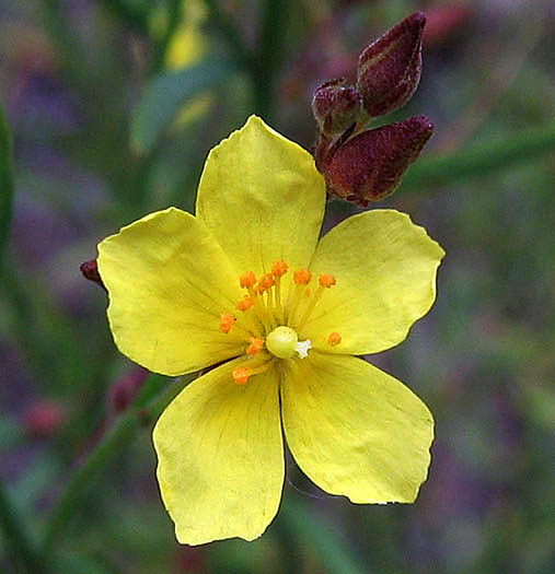 Detailed Picture 1 of Crocanthemum scoparium