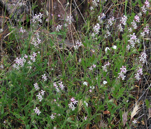 Detailed Picture 4 of Silene gallica