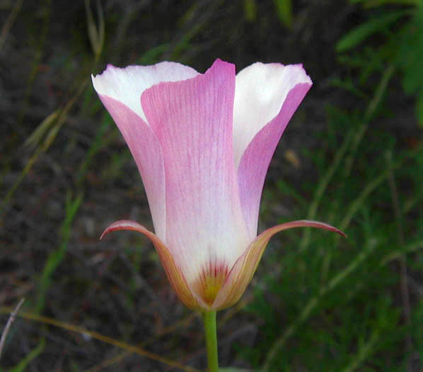 Detailed Picture 3 of Calochortus catalinae