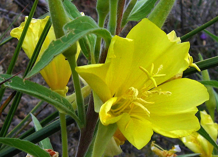 Detailed Picture 1 of Oenothera elata ssp. hirsutissima