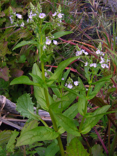 Detailed Picture 4 of Veronica anagallis-aquatica