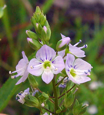 Detailed Picture 3 of Veronica anagallis-aquatica