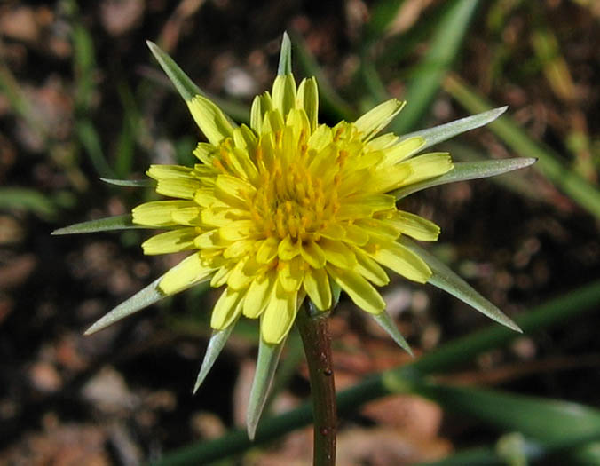 Detailed Picture 2 of Uropappus lindleyi