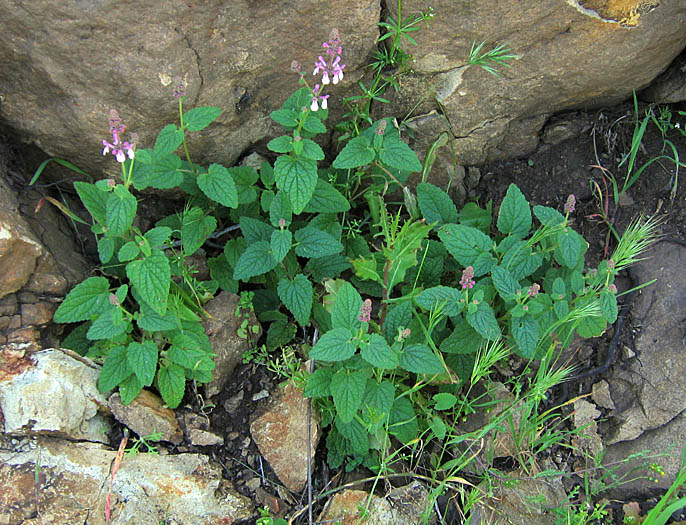 Detailed Picture 5 of Stachys bullata