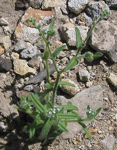 Detailed Picture 4 of Cryptantha micromeres