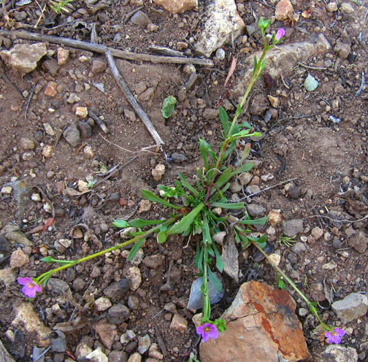 Detailed Picture 4 of Calandrinia breweri