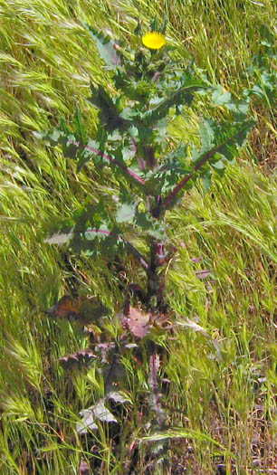 Detailed Picture 4 of Sonchus asper