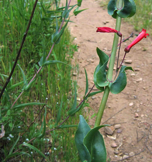 Detailed Picture 4 of Penstemon centranthifolius