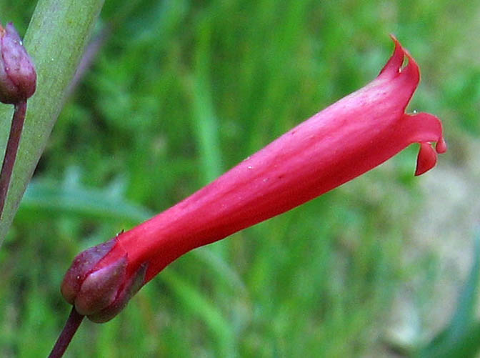 Detailed Picture 1 of Penstemon centranthifolius