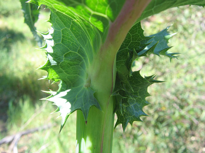 Detailed Picture 6 of Sonchus asper