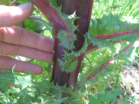 Detailed Picture 5 of Sonchus asper