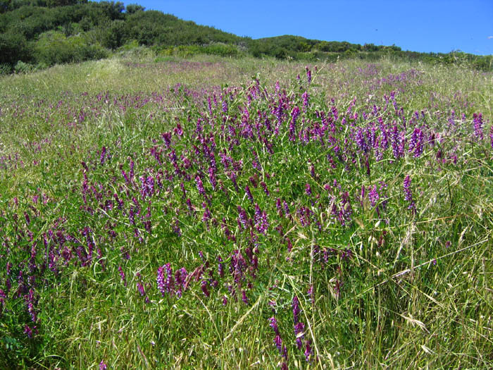 Detailed Picture 4 of Vicia villosa