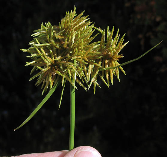 Detailed Picture 2 of Cyperus odoratus