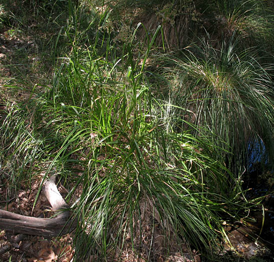 Detailed Picture 5 of Scirpus microcarpus