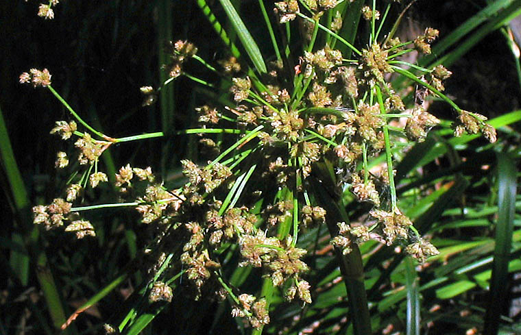 Detailed Picture 2 of Scirpus microcarpus