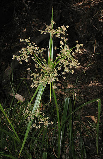 Detailed Picture 4 of Scirpus microcarpus