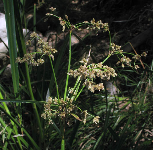 Detailed Picture 3 of Scirpus microcarpus