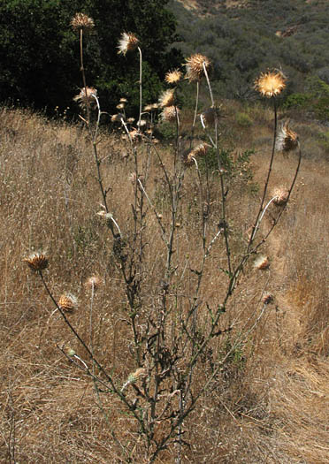 Detailed Picture 7 of Cirsium occidentale var. californicum