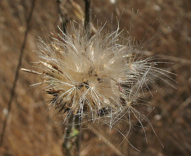 Detailed Picture 8 of Cirsium occidentale var. californicum