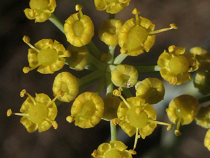 Detailed Picture 3 of Foeniculum vulgare