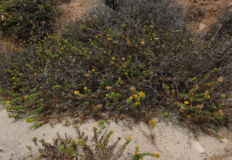 Detailed Picture 4 of Isocoma menziesii var. sedoides