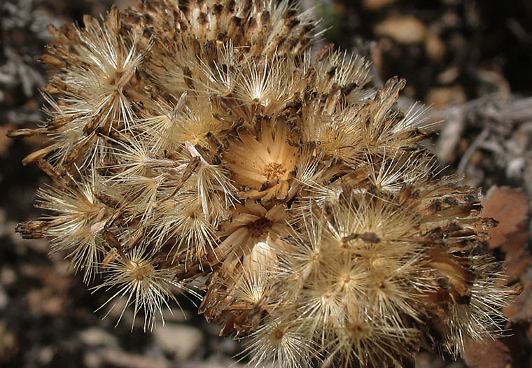 Detailed Picture 6 of Isocoma menziesii var. sedoides