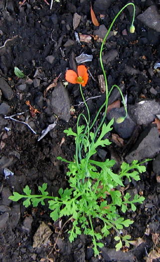 Detailed Picture 5 of Papaver californicum