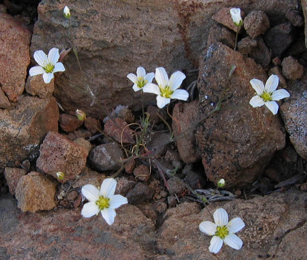 Detailed Picture 6 of Sabulina douglasii