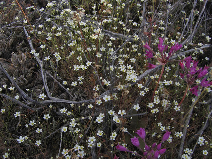 Detailed Picture 7 of Sabulina douglasii