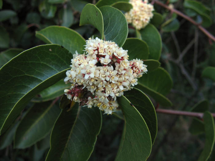 Detailed Picture 4 of Rhus ovata