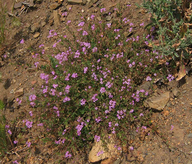 Detailed Picture 4 of Erodium cicutarium