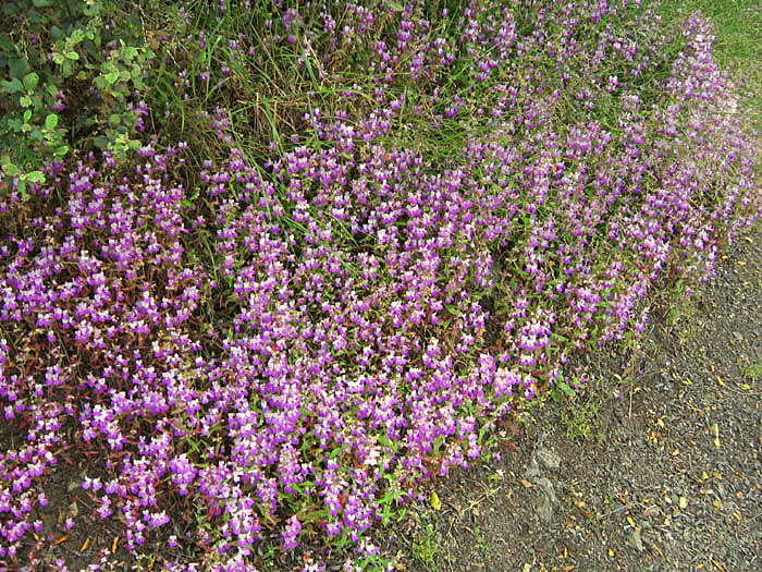 Detailed Picture 5 of Collinsia heterophylla var. heterophylla