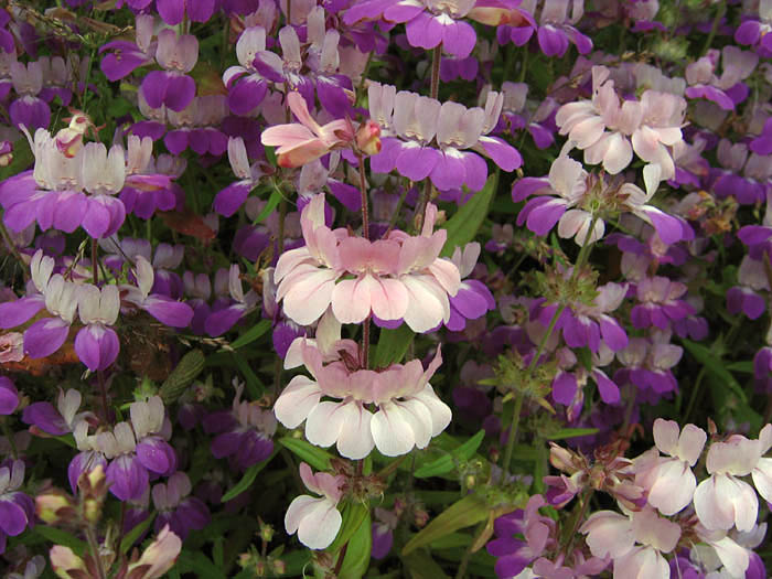 Detailed Picture 3 of Collinsia heterophylla var. heterophylla