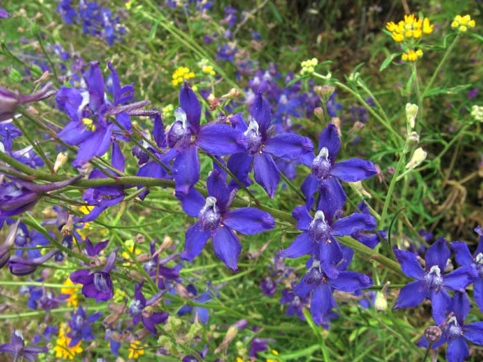 Detailed Picture 7 of Delphinium parryi ssp. parryi