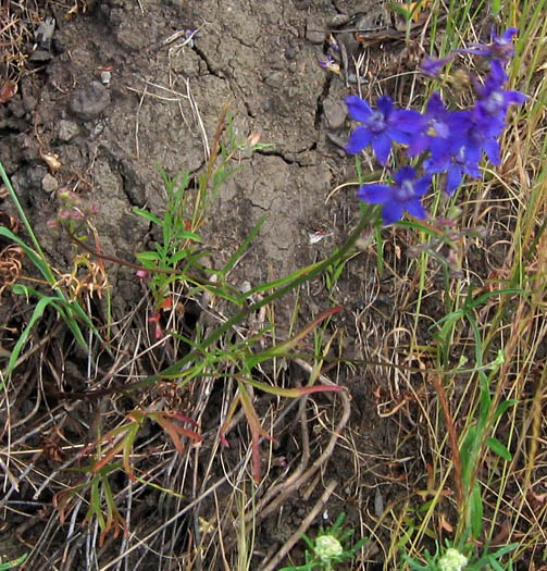 Detailed Picture 8 of Delphinium parryi ssp. parryi