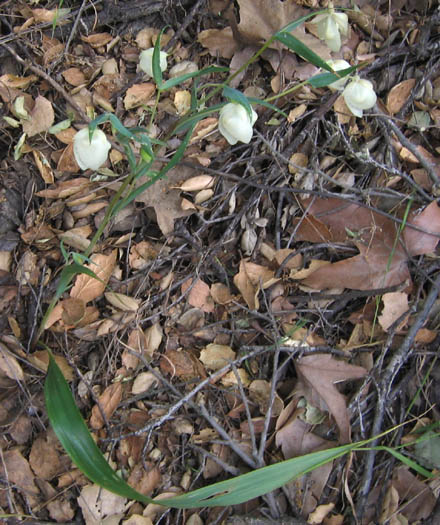 Detailed Picture 3 of Calochortus albus