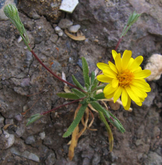 Detailed Picture 5 of Pentachaeta lyonii