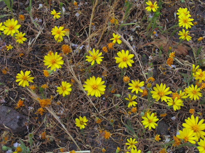 Detailed Picture 6 of Pentachaeta lyonii