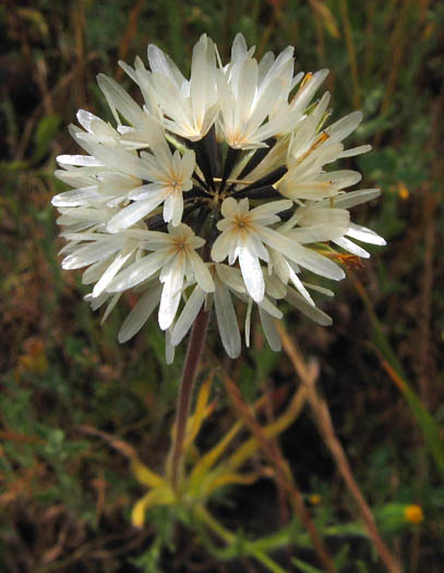 Detailed Picture 5 of Achyrachaena mollis